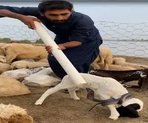 مستند کاوش؛ یارو مارو با لوله پولیکا گول میماله