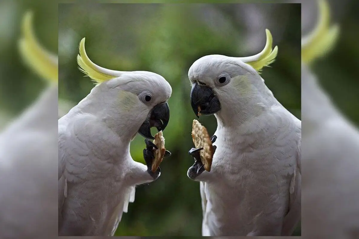 kakado