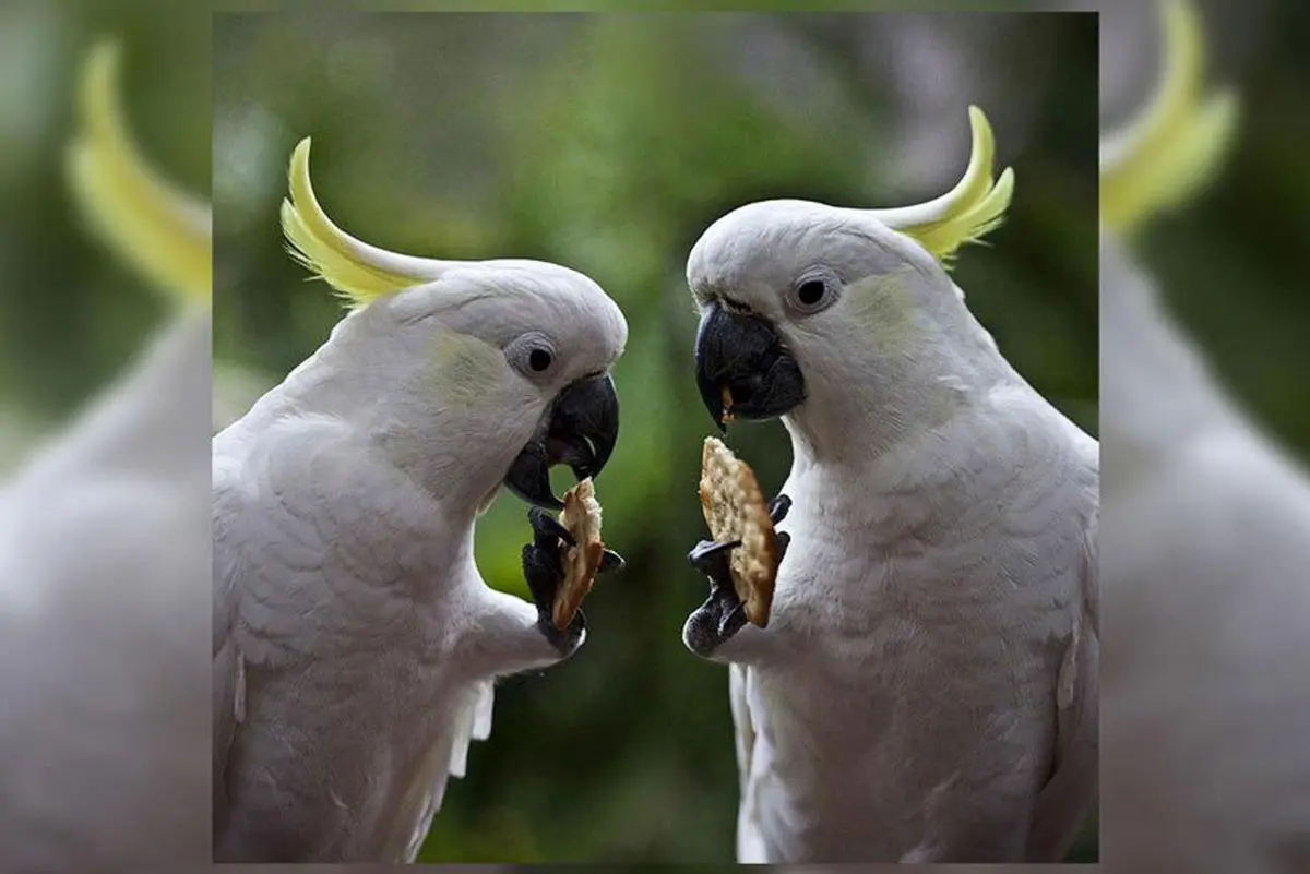 kakado