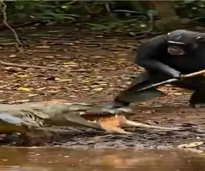 شاهکار حیات وحش؛ گوریل خلاق آهو رو از دهان تمساح بیرون کشید