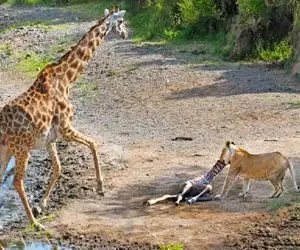 شاهکار حیات وحش؛ زرافه دراز ناز شلنگ تخته انداخت تا بچش رو از شر شیر ضحاک حفظ کنه