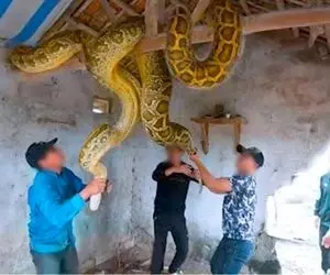 حیوانات غول جثه؛ مارهای سنگین و بزرگ که برن رو سقف ممکنه سقف خونه بیاد پایین