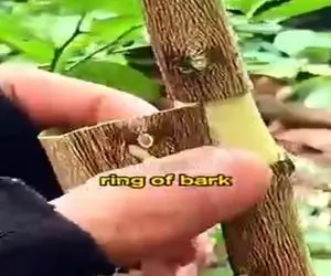 کشاورزی نوین؛ از وسط درخت لیمو با تیغ یه درخت لیمو دیگه پرورش دادن همینجوری مزرعه زدن