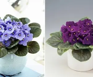 چه کار کنیم تا بنفشه آفریقایی گل بده؟ با این رنگارنگِ مخملی خونتون خوشگل کنید