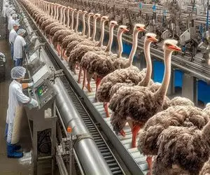 فرآوری شترمرغ؛ شترمرغ‌های فرتوت که تو مسابقه شکست خوردن به کباب و کفش بدل شدن