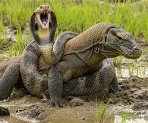 حیات وحش مصنوعی؛ کومودو ددمنش به پیتون غول شبیخون زد اونم پیچید دورش ببلعدش