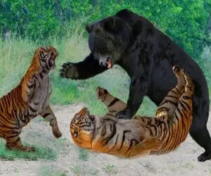 مستند حیات وحش؛ کشتی سبعانه خرس و ببر مقبل نگاه هاه و واج توله ها