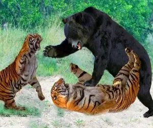 مستند حیات وحش؛ کشتی سبعانه خرس و ببر مقبل نگاه هاه و واج توله ها