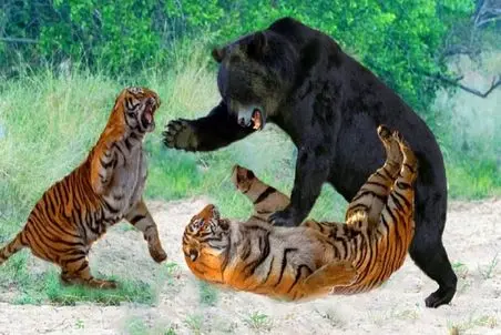 مستند حیات وحش؛ کشتی سبعانه خرس و ببر مقبل نگاه هاه و واج توله ها