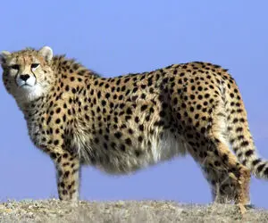 مستند حیات وحش؛ جلال و جبروت پلنگ ایرانی در کیاسر