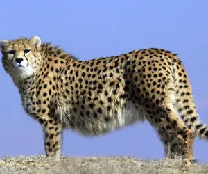 مستند حیات وحش؛ جلال و جبروت پلنگ ایرانی در کیاسر