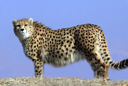 مستند حیات وحش؛ جلال و جبروت پلنگ ایرانی در کیاسر