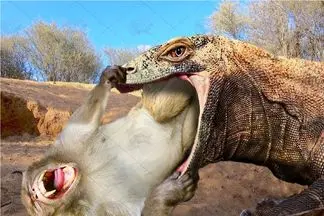 مستند حیات وحش؛ کومودو با قساوت میمون بلعید با دمش نخ دندون کشید