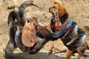 مستند حیات وحش؛ مار که یک پلنگ ، بز و حتی شیر را منفجر می کند!