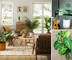 گل های مناسب پذیرایی و هال / چارتا گلدون فسقلی گذاشتی یه گوشه میگی گل دارم اینا محشرن