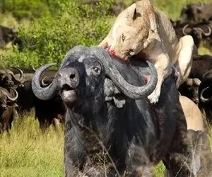 نارام زیان؛ شیر شرور وسط جنگل بوفالویی که توله شیر و لگد کوب کرده بود جر داد