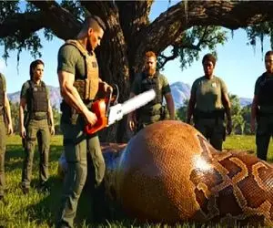 حیات وحش مصنوعی؛ خرس جسور برای بیرون کشیدن مادرش از حلقوم پیتون غول کمک آورد