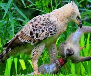 مستند حیات وحش / عقاب هارپی با سرعت نور نسل میمون را منقرض میکند