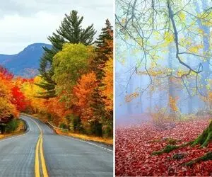 بهترین مناظر پاییزی در جنگل راش سنگده؛ اوج زیبایی های طبیعت در یک مکان خاص