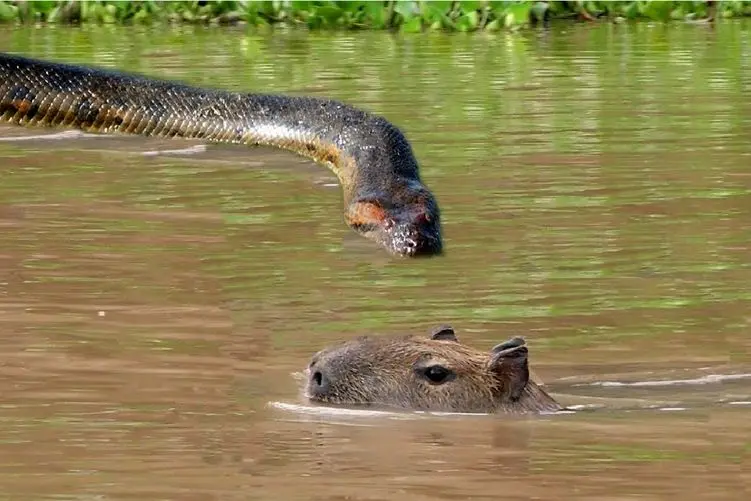 مستند حیات وحش؛ سمور طعمه پیتون کردن خودشون وایسن تماشا!