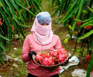 کشاورزی مدرن؛ کاشت و برداشت مکانیزه دراگون فروت های غول پیکر اژدهایی 
