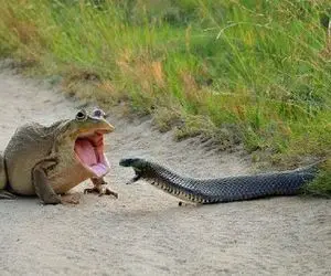 جذابیت حیات وحش / دوئل بقا میان قورباغه لزج و مار دهن گشاد