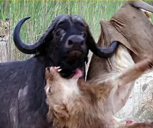 مستند حیات وحش / زوال ننگین شیر مسلول پیش‌ چشمان وارث تاج و یال