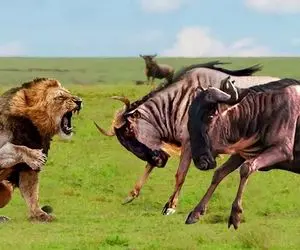 نارام زیان؛ وحشی های بدسگال تو تعقیب و گریز همرو دریدن خونشون پاشید تو دوربین