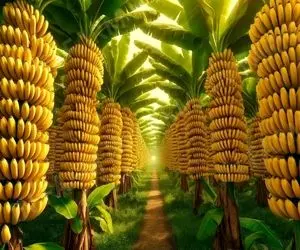 کشاورزی نوین؛ مزرعه زدن خاکش مال مریخه موز رو هم رو هم درمیاد عین گوشواره آویز