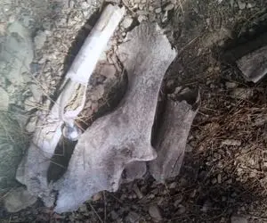 کشف استخوان در شمال تهران