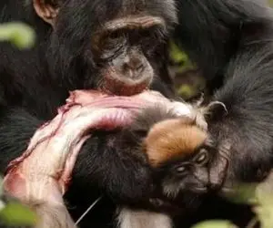 مستند حیات وحش؛ شامپانزه سفاک میمون از درخت میکشه تو دلش گشنه نخوابه یوقت