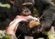 مستند حیات وحش؛ شامپانزه سفاک میمون از درخت میکشه تو دلش گشنه نخوابه یوقت