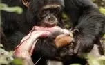 مستند حیات وحش؛ شامپانزه سفاک میمون از درخت میکشه تو دلش گشنه نخوابه یوقت