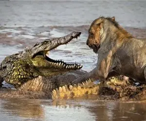 مستند حیات وحش؛ تمساح یه رگش برمیگرده به سگ حس کنه تو خطره گاز میگیره