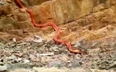 (ویدیو) مشاهده مار عظیم الجثه ۲۰ متری درجاده بلده آمل مازندران!