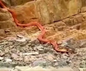 (ویدیو) مشاهده مار عظیم الجثه ۲۰ متری درجاده بلده آمل مازندران!