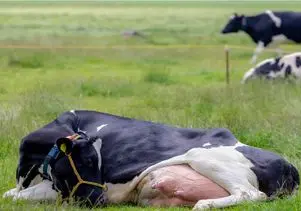 گاوهای باورنکردنی؛ گاو انقدر حجم شیرش زیاده افقی افتاده زمین