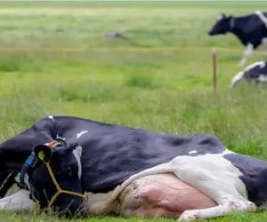 گاوهای باورنکردنی؛ گاو انقدر حجم شیرش زیاده افقی افتاده زمین