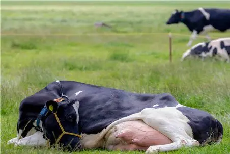 گاوهای باورنکردنی؛ گاو انقدر حجم شیرش زیاده افقی افتاده زمین