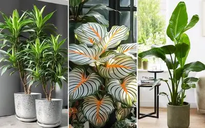 گیاهان آپارتمانی که ثروتمندان انتخاب میکنن؛ اوه با اینا کلاس دکور میرسه به آسمون هفتم