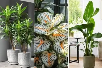 گیاهان آپارتمانی که ثروتمندان انتخاب میکنن؛ اوه با اینا کلاس دکور میرسه به آسمون هفتم