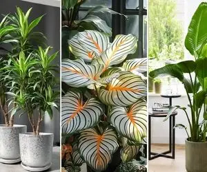 گیاهان آپارتمانی که ثروتمندان انتخاب میکنن؛ اوه با اینا کلاس دکور میرسه به آسمون هفتم