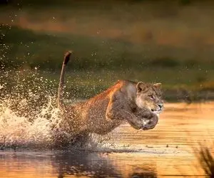 صحنه های دلخراش؛ دیدن این ویدیو ها در حیات وحش دل میخواهد!