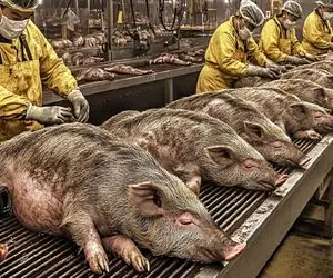 فرآوری خوک؛ خوک کریه المنظر 250 تنی تو بخارشو میشورن مربعی برش میدن برای قیمه