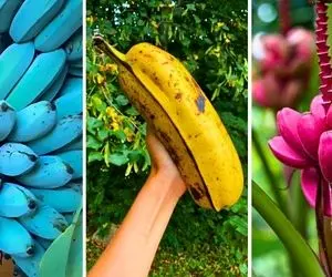 کشاورزی نوین؛ موز فقط زرد نیستا ببین با تجهیزات مدرن موز آبی کاشتن به کلفتی خرطوم فیل