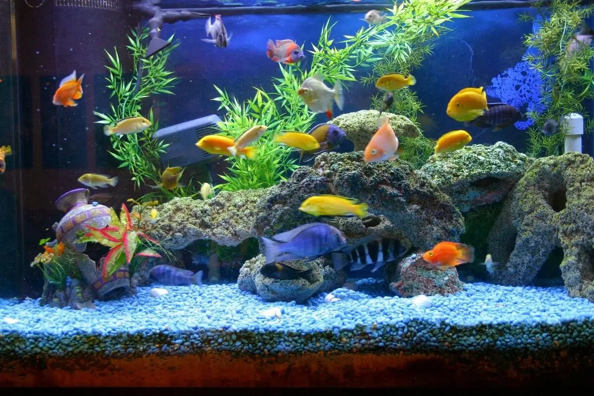 کود4