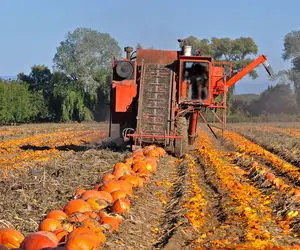 کشاورزی نوین؛ تو مزارع آمریکا با تجهیزات مدرن حدود 2000000000 کدو حلوایی برداشت کردن