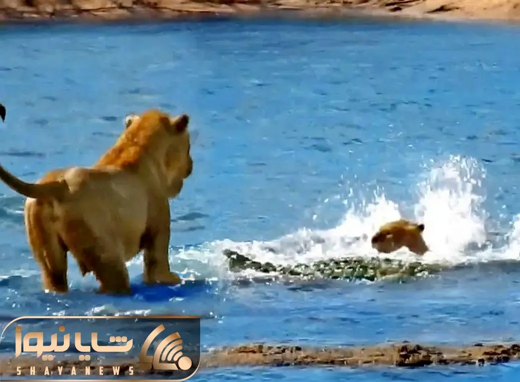 حیات وحش بی مروت؛ توله شیر هنگام عبور از رودخانه جلو چشم مادرش شد ناهار تمساح