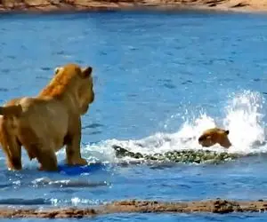 حیات وحش بی مروت؛ توله شیر هنگام عبور از رودخانه جلو چشم مادرش شد ناهار تمساح