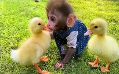 بدایع حیات وحش/ اردکی که از سر لجبازی دست از سر بچه فیلیپینی بر نمی داره